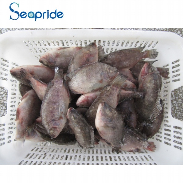 China tilapia fish