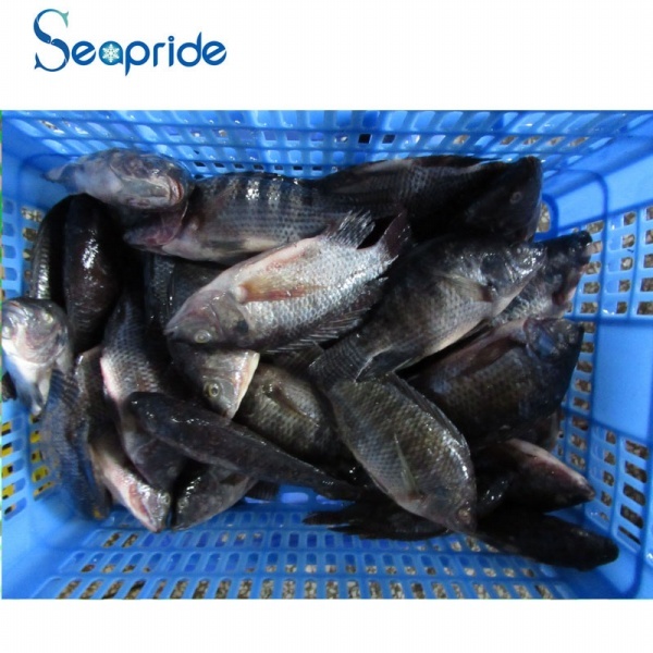 China tilapia fish