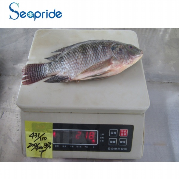 IQF bulk frozen tilapia fish