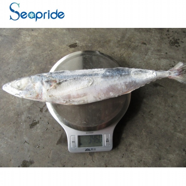 High quality whole pacific mackerel size 300-400g