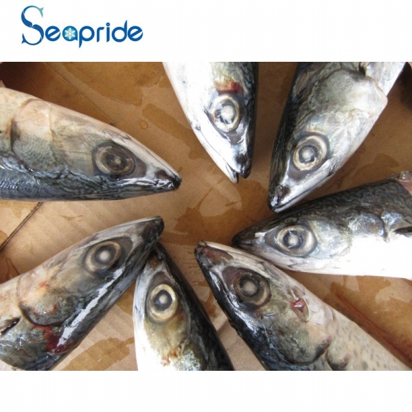 High quality whole pacific mackerel size 300-400g
