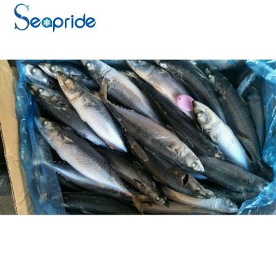 Pacific mackerel whole round