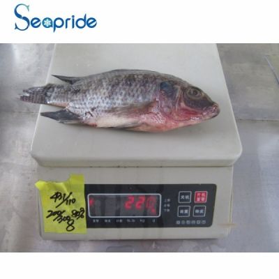 IQF bulk frozen tilapia fish