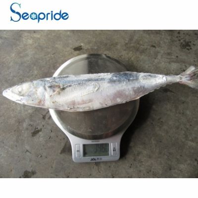 High quality frozen mackerel fish