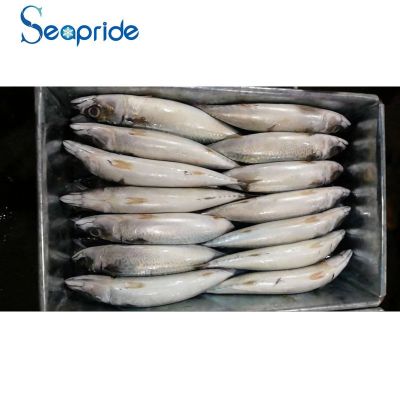 High quality block mackerel fish
