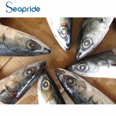 High quality block mackerel fish