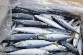 Mackerel