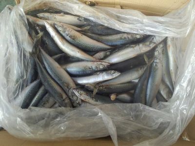 6-8pcs mackerel Seafrozen