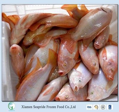 IQF Red Tilapia Whole Round